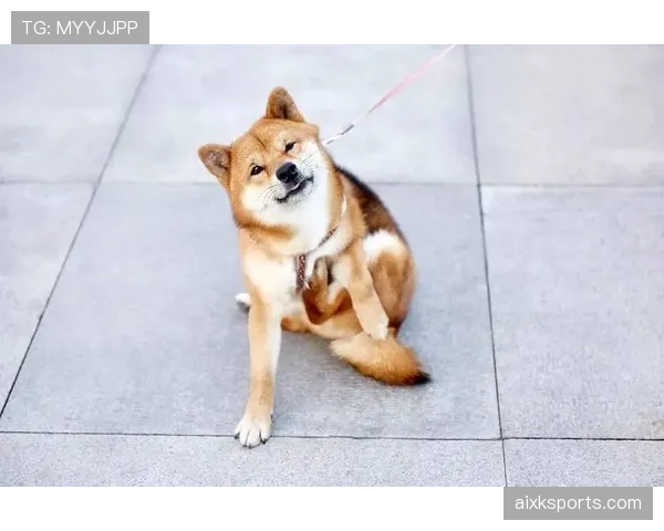 石智勇这日常，明明篮球场上是狠角色，结果朋友圈却全是猫猫狗狗秀恩爱？